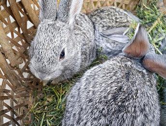 《龙珠：电光火石0》制作人亲自对战演示视频